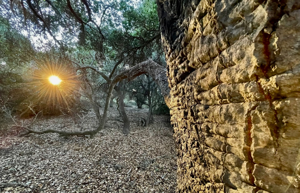 Peter Mercurio Photography Santa Barbara