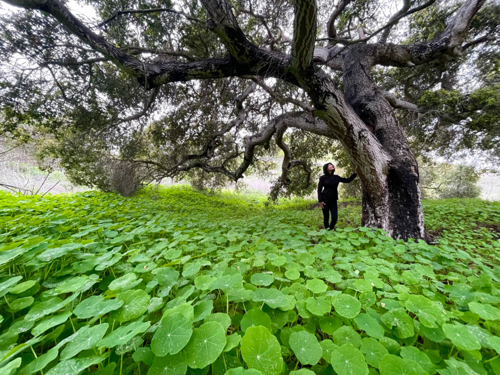 Peter Mercurio Photography Santa Barbara
